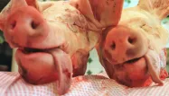 têtes de cochons, porc crédit : MYCHELE DANIAU / AFP - 1280