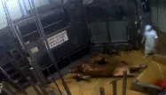 L'association L214 est coutumière des opérations médiatiques dénonçant les maltraitances que subissent les animaux dans les abattoirs.