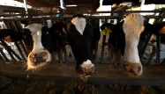 Depuis novembre, un éleveur belge abreuve ses vaches de quatre litres de bière brune par jour. Leur viande est commercialisée depuis samedi. (Photo d'illustration)