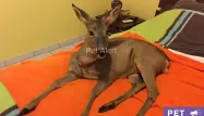 Bambi, chevreuil crédit : capture d'écran Pet Alert - 1280