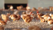 Des "constatations sur le gallinacé" ont été évoquées par la présidente du tribunal et la procureure de la République.