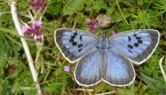 papillon, Grand Bleu, Maculinea Arion crédit : MARTIN WARREN / BUTTERFLY CONSERVATION / AFP - 1280