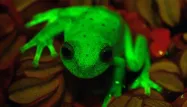La grenouille fluorescente a été découverte dans les forêts d'Amérique du Sud.