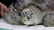 Tirelire, une tortue âgée de 25 ans, était une véritable mascotte dans un petit parc de province en Thaïlande.