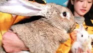 Le lapin géant Simon mesurait près de 90 centimètres (illustration).