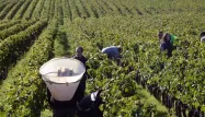 Le viticulteur affirmait avoir été contraint de reporter à plusieurs reprises dont une fois en raison des vendanges.