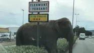 Échappé d'un cirque, le pachyderme de 4,5 tonnes et âgé de 42 ans a été rattrapé deux minutes après sa sortie.