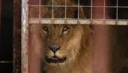 Lion, cage crédit : SAFIN HAMED / AFP - 1280