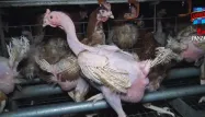 La vidéo diffusée par L214 montrait les conditions d'élevage de poules en Vendée.