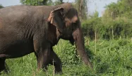 Les éléphants de Birmanie sont en voie de disparition.