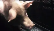 Dans la nouvelle vidéo de l'association L214, on découvre des porcs "étourdis" par gazage, cherchant de l'air, poussant des cris durant plusieurs secondes.