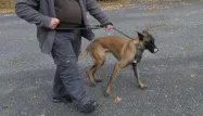 chien malinois