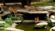 tigre zoo cologne 1280