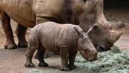 Le bébé rhinocéros d'un mois vivait auparavant dans un enclos non accessible avec sa mère.