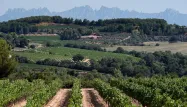 La Commission européenne estime à 145 millions d'hectolitres la production globale de vin dans l'UE des 28.