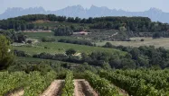 cava vignes 1280 JOSEP LAGO / AFP