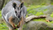 Wallaby crédit : SEBASTIEN BOZON / AFP - 1280