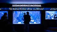 Une soirée pas comme les autres à l'aquarium tropical de Paris pour la Saint-Valentin.