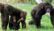 chimpanzes singes 1280