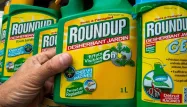 Le glyphosate, qui entre dans la composition du Roundup, est un herbicide très controversé.