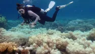 Le réchauffement climatique a notamment provoqué le blanchissement de la Grande barrière de corail en Australie