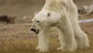 L'ours est mort sans doute quelques heures ou quelques jours après la vidéo, selon le photographe.