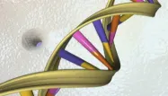 Technique de manipulation du génome : qu'est ce que le CRISPR-Cas9 ?