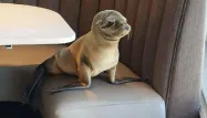 Le bébé otarie retrouvé dans un restaurant chic en Californie.