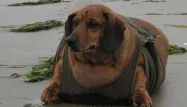 Chien obèse, 1280x640
