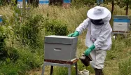 apiculteur abeilles ruches miel (1280x640) GEORGES GOBET / AFP