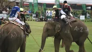 Polo elephants thailande