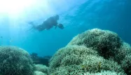 Australie : 93% de la Grande barrière de corail a blanchi