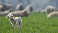 Des moutons ont consommé du cannabis dans un village du Pays de Galles