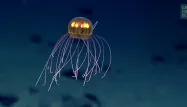 La méduse ressemble de loin à une araignée. (image d'illustration)