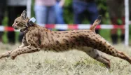 Trois lynx de Slovaquie lâchés en Allemagne, près de la frontière française