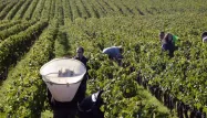 Intempéries : la production française de vin devrait baisser de 10%