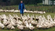 Grippe aviaire : un cas détecté dans le Béarn, 2.500 canards abattus