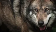 Vosges : une campagne de comptage des loups par "hurlements provoqués"
