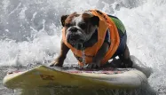 Chien surfeur
