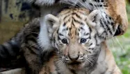 Trois petits tigres de Sibérie sont nés le 29 septembre au zoo de Besançon.