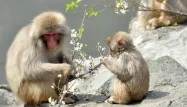 Après les macaques, des tests cliniques vont être menés sur l'Homme.