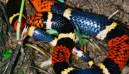 Le serpent corail est particulièrement dangereux pour l'Homme.