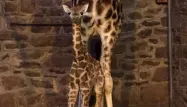 Bébé girafe