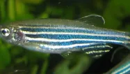 Le poisson zèbre pourrait bien être la solution à la rupture de la moelle épinière.
