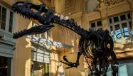 Le squelette de l'allosaurus Kan, exposé à la Maison de ventes Aguttes, à Lyon, le 5 décembre 2016.