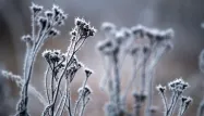 plantes, froid, neige crédit : JENS BÜTTNER / DPA / AFP - 1280