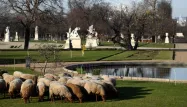 Les brebis ont pris possession des vertes pelouses des Tuileries.