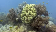Australie : la Grande Barrière de corail menacée par le plastique