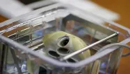 Coeur artificiel : un troisième patient greffé