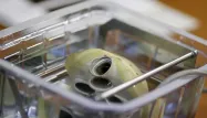 Le cœur artificiel a-t-il toujours un avenir ?